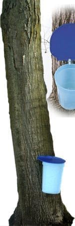 Maple Syrup Tapping Kit - 3 Gallon Plastic Bucket, Bucket Lid, and Maple Sap Tapping 5/16" Tree Saver Spile/Spout (10 Pack)